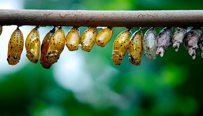 Lagartas e borboletas – um significado para a Páscoa