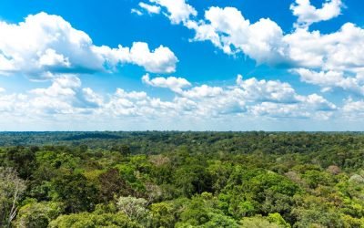 A Amazônia e o inconsciente ou a Amazônia inconsciente