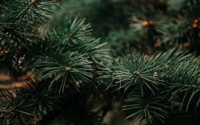 Um Natal essencial